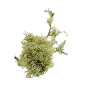 NI 2
