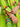 Girl's Parrot Green Pret - EGTKP23-70513S